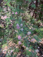 Mimosa borealis