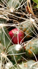 Escobaria missouriensis missouriensis