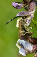 Eucera nigrescens