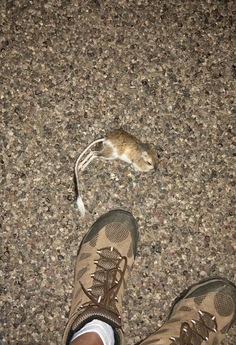 Banner-tailed Kangaroo Rat