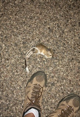 Dipodomys spectabilis