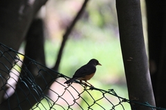 Turdus olivaceus
