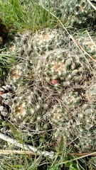 Escobaria missouriensis missouriensis