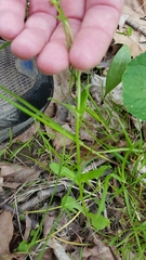 Valerianella umbilicata