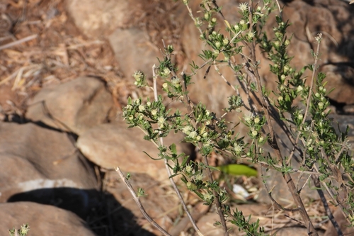 Image of Baccharis pteronioides by (c) Ricardo Betancourt Sánchez, some rights reserved (CC BY)