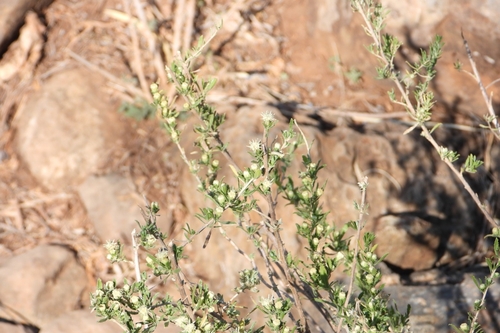 Image of Baccharis pteronioides by (c) Ricardo Betancourt Sánchez, some rights reserved (CC BY)