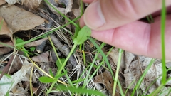 Valerianella umbilicata