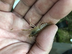 Procambarus kensleyi