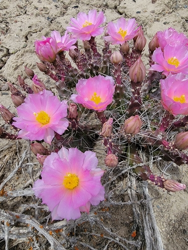 Image of Micropuntia pulchella by (c) Colin J Pryor, some rights reserved (CC BY)
