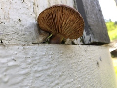 Gymnopilus luteofolius