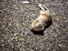 Dipodomys spectabilis