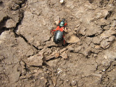 Prostemma aeneicolle