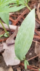 Erythronium albidum