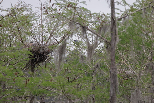 Great Blue Heron photographed in Mississippi