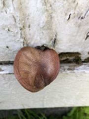 Gymnopilus luteofolius