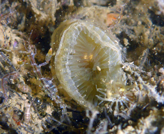 Myxicola