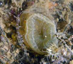 Myxicola