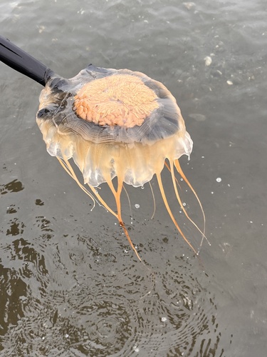 Atlantic Lion's Mane Jelly photographed in Rhode Island