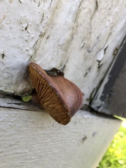 Gymnopilus luteofolius