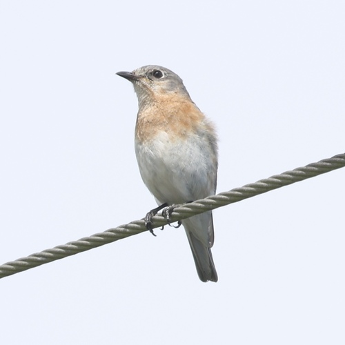 Eastern Bluebird photographed in Florida