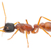 Myrmecia callima - Photo (c) Nick Volpe, some rights reserved (CC BY-NC), uploaded by Nick Volpe