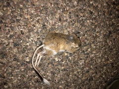 Dipodomys spectabilis