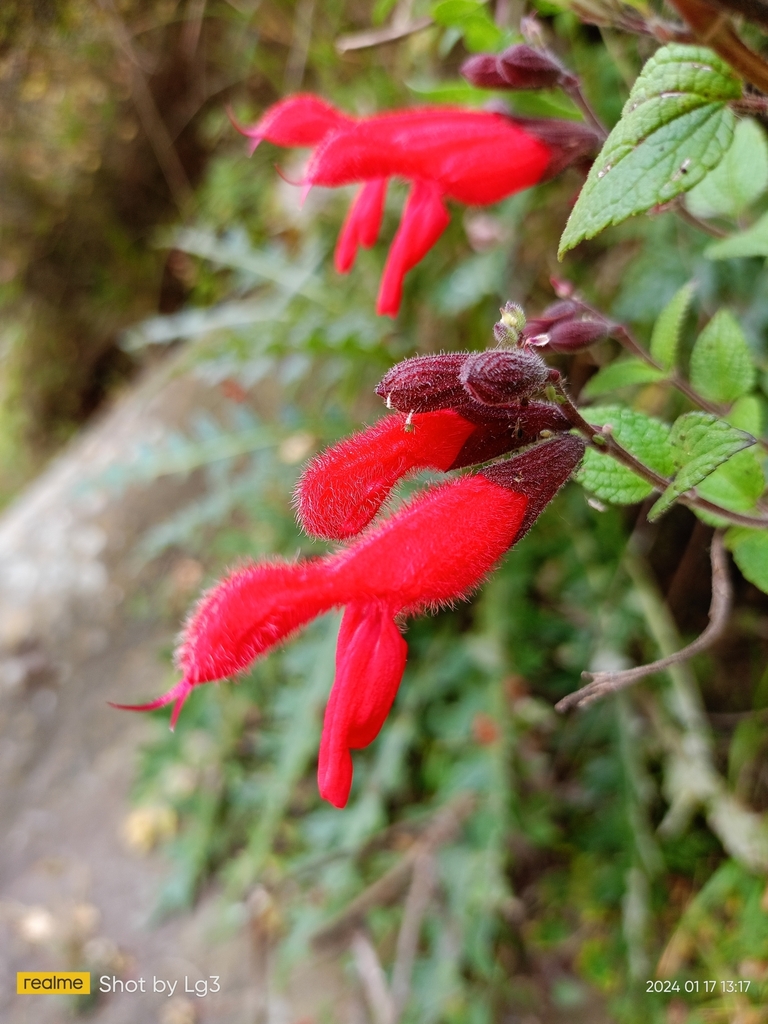 Cardinal Sage from Distrito Federal, MX on January 17, 2024 at 01:17 PM ...