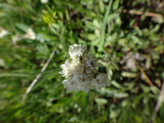 Antennaria corymbosa