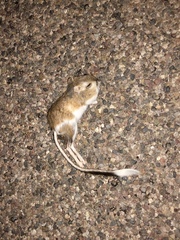 Dipodomys spectabilis