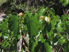 Cercis canadensis texensis