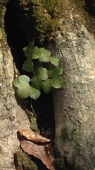 Hepatica