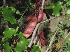 Cercis canadensis texensis