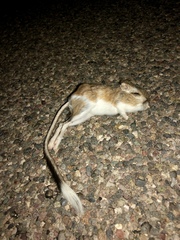 Dipodomys spectabilis