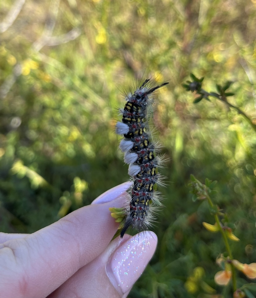 Western Tussock Moth from Morley Field Sports Complex, San Diego, CA ...