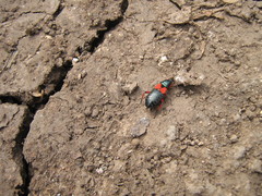 Prostemma aeneicolle