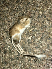 Dipodomys spectabilis