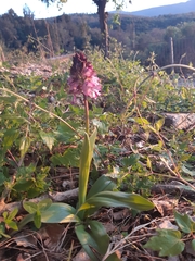 Orchis purpurea