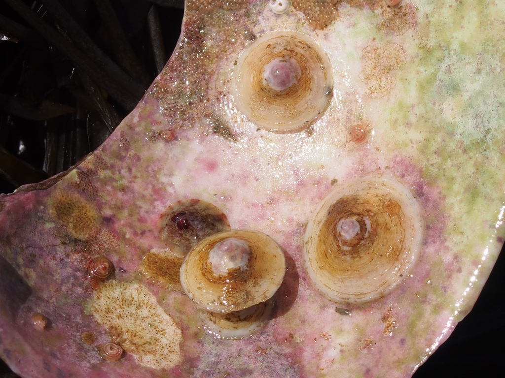 Calyptraea fastigiata