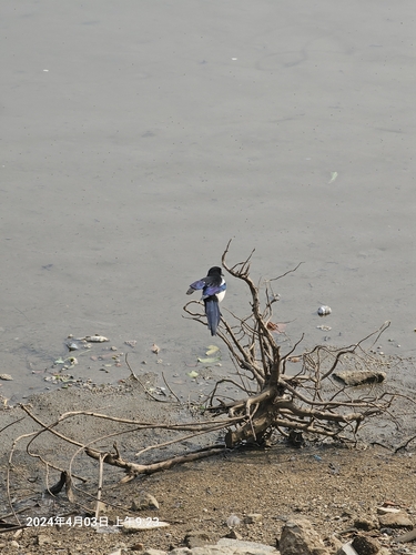 Oriental Magpie