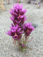 Castilleja exserta venusta