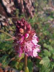 Orchis purpurea