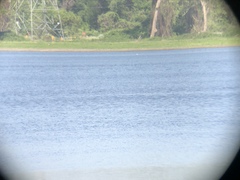 Aechmophorus occidentalis