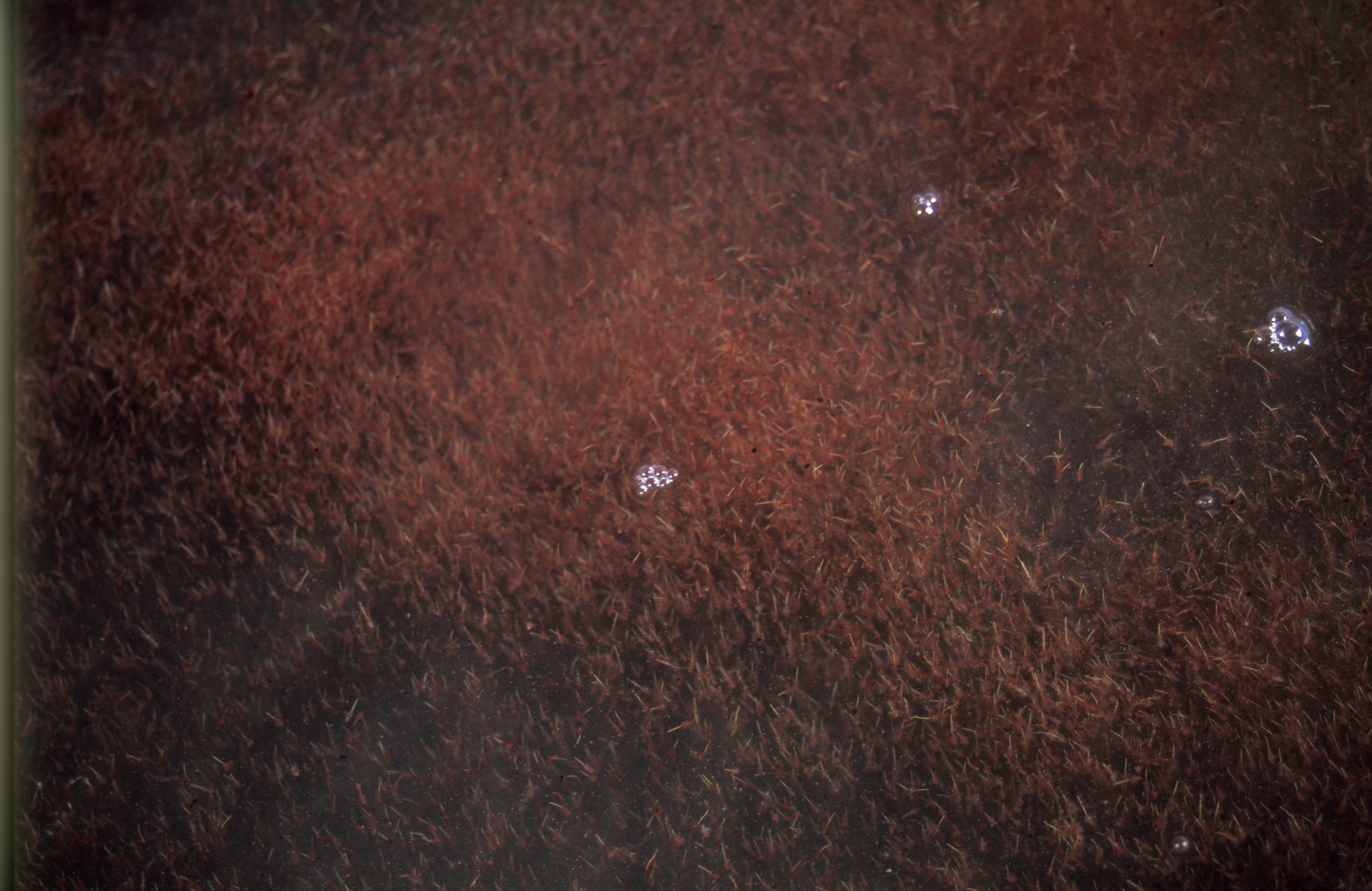 Artemia salina (Linnaeus, 1758)
