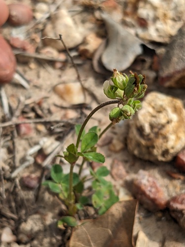Bejar Clover (Trifolium bejariense)