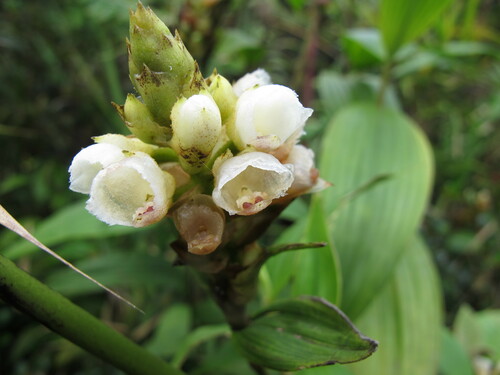 Elleanthus petrogeiton Schltr. 2