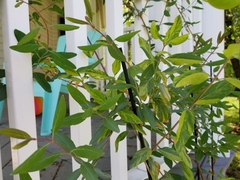 Lonicera sempervirens sempervirens