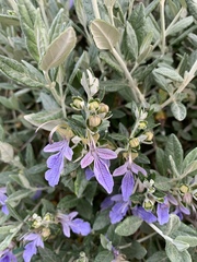 Teucrium fruticans