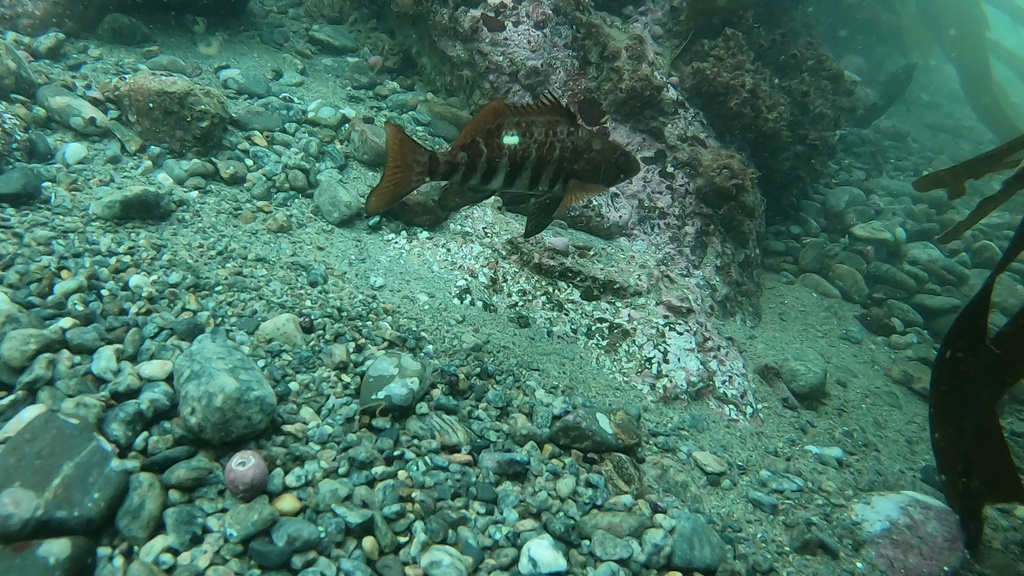 Peruvian rock seabass (Paralabrax humeralis) — Serranidae