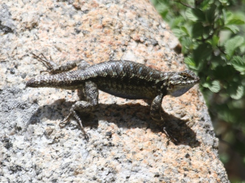iNaturalist observation photo of Western Fence Lizard
