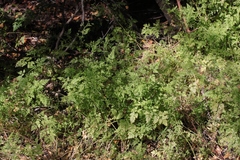 Anthriscus caucalis